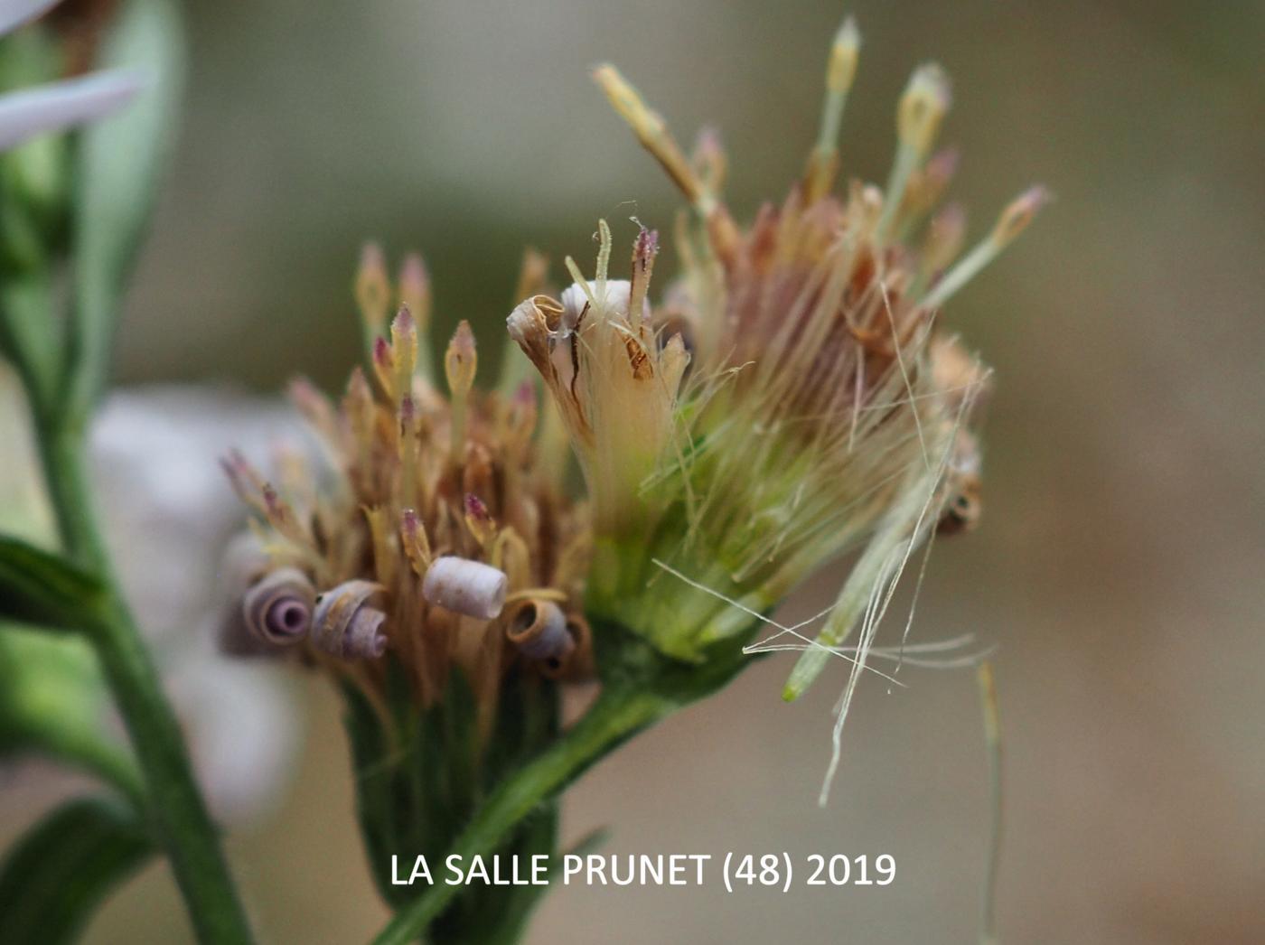 Michaelmas Daisy, Narrow-leaved fruit